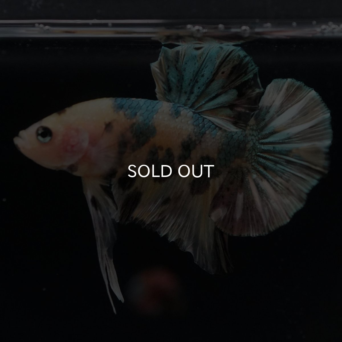 画像18: HMPK　イエロータイガー　カッパー (18)