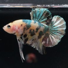 画像18: HMPK　イエロータイガー　カッパー (18)