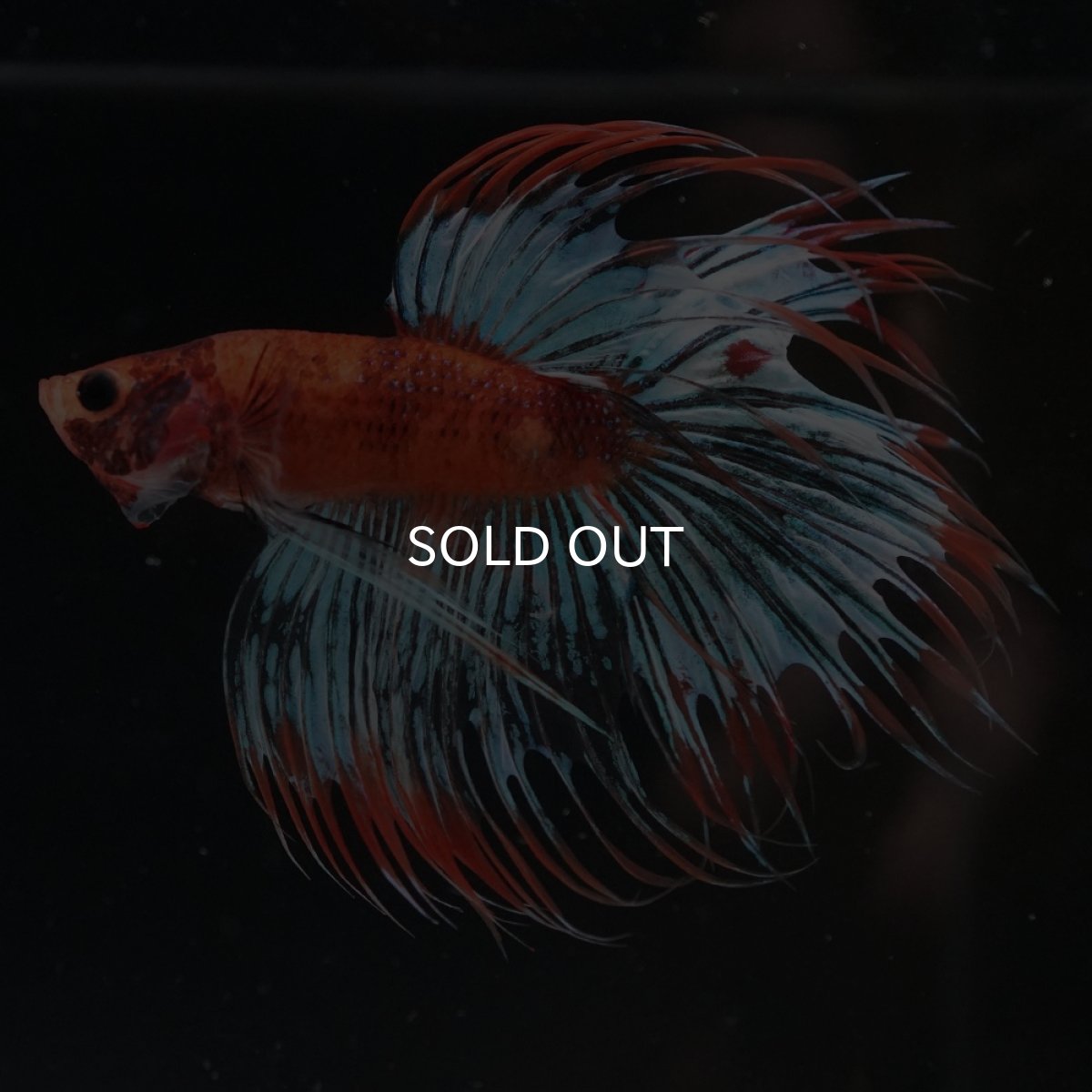 画像3: CT　オレンジファンシー (3)