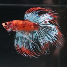 画像3: CT　オレンジファンシー (3)