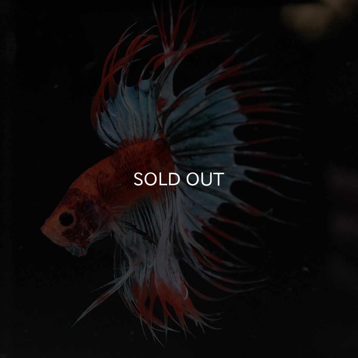 画像4: CT　オレンジファンシー (4)