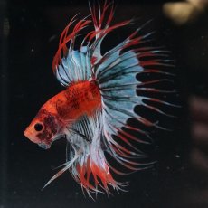 画像4: CT　オレンジファンシー (4)