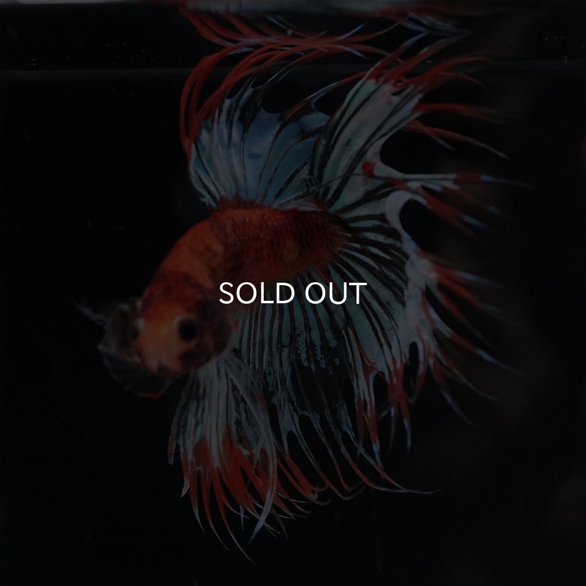 画像5: CT　オレンジファンシー (5)