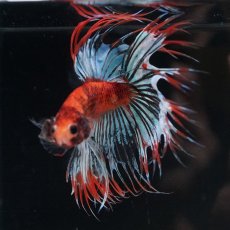 画像5: CT　オレンジファンシー (5)