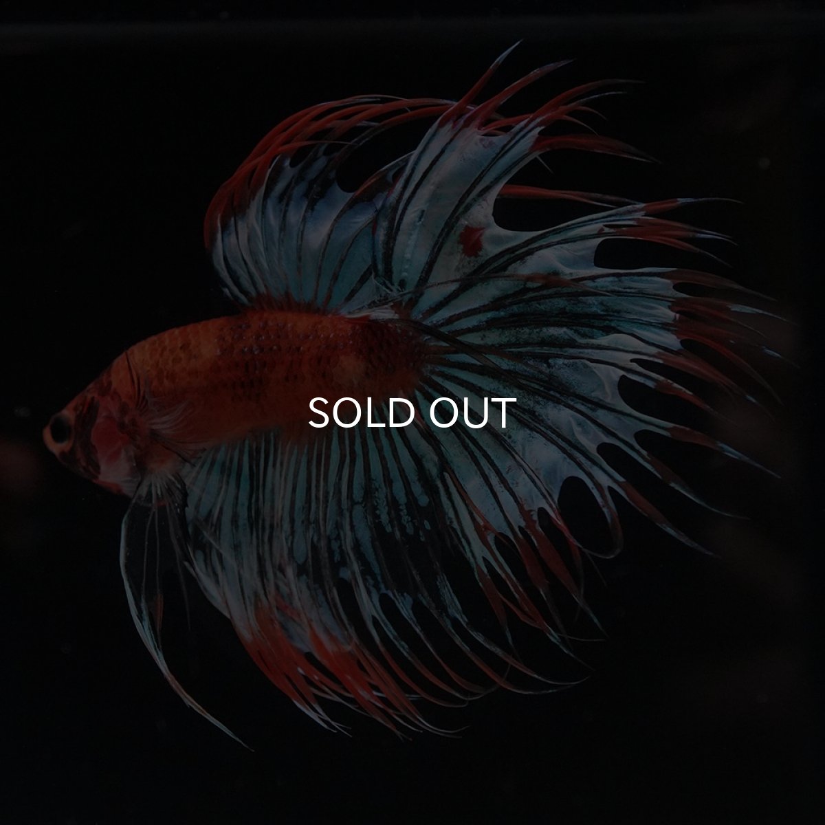 画像1: CT　オレンジファンシー (1)