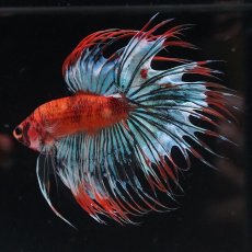 画像1: CT　オレンジファンシー (1)