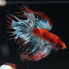 画像6: CT　オレンジファンシー (6)