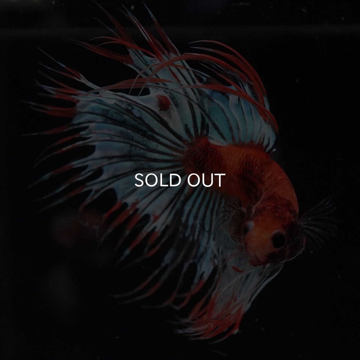 画像7: CT　オレンジファンシー (7)