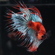 画像7: CT　オレンジファンシー (7)