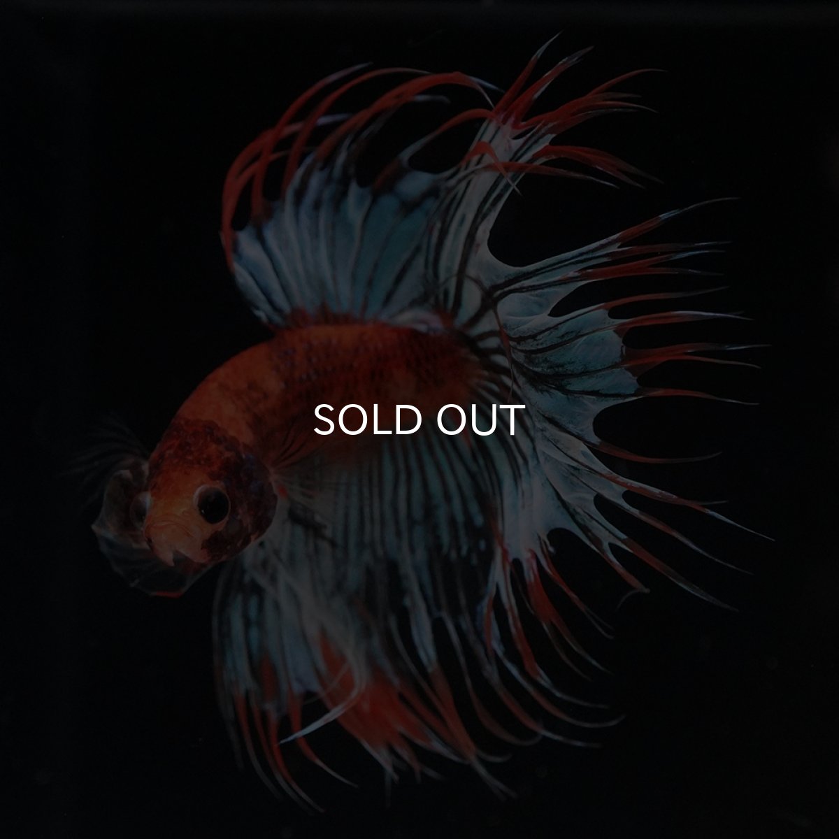 画像8: CT　オレンジファンシー (8)