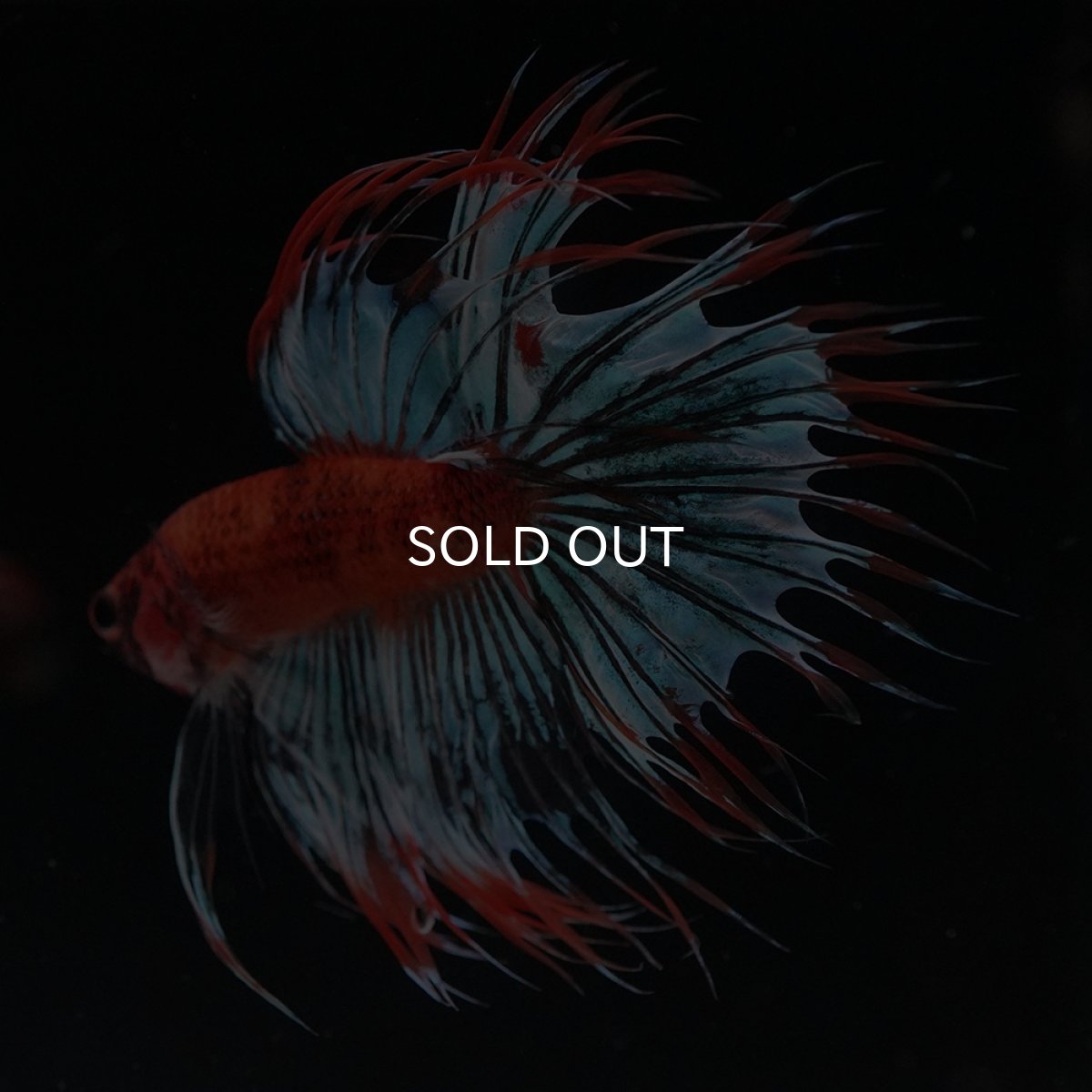 画像9: CT　オレンジファンシー (9)