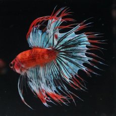 画像9: CT　オレンジファンシー (9)