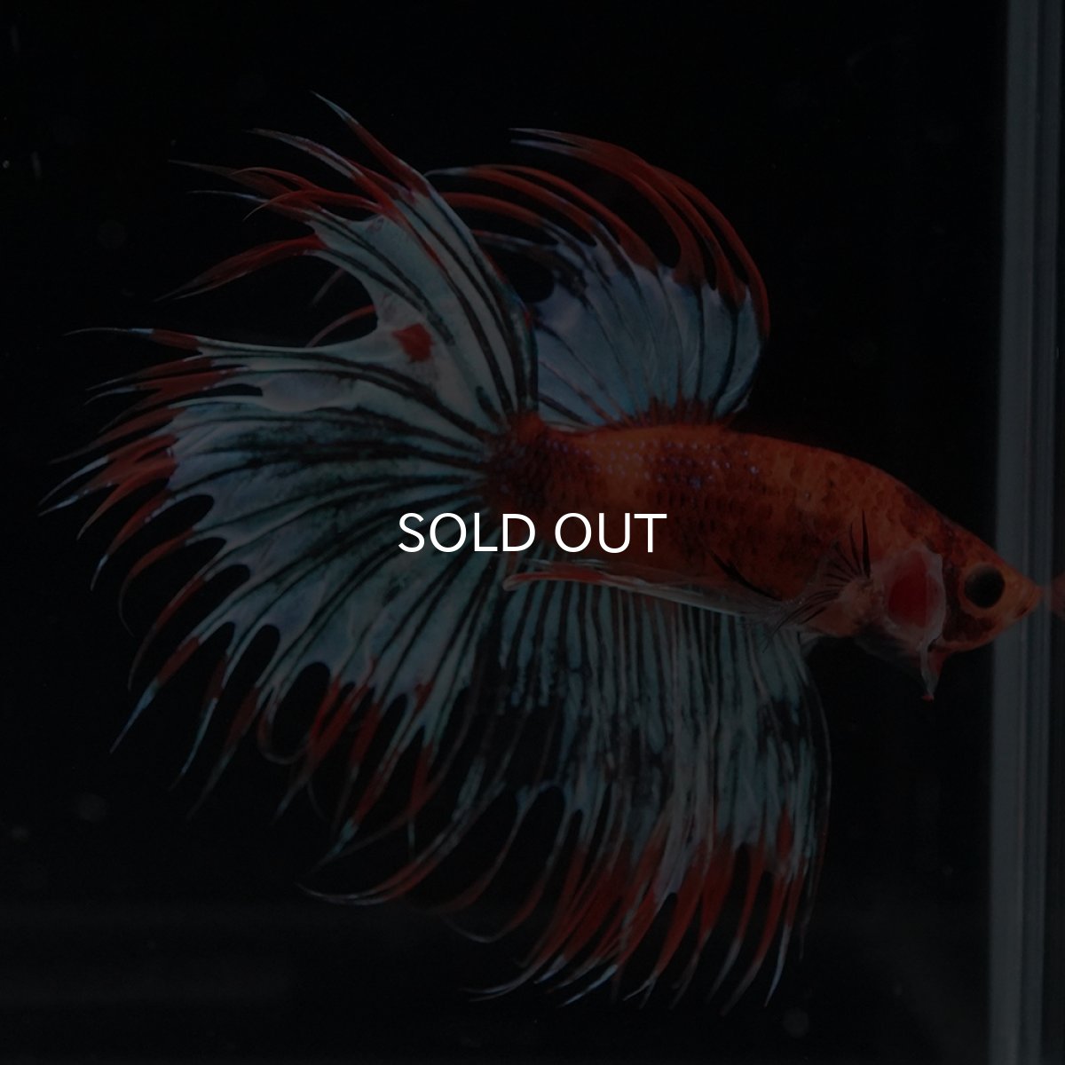 画像2: CT　オレンジファンシー (2)