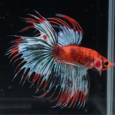 画像2: CT　オレンジファンシー (2)