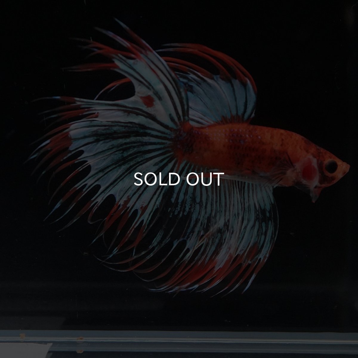 画像10: CT　オレンジファンシー (10)