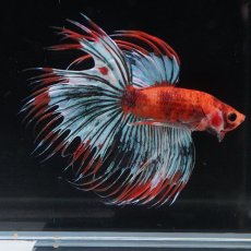 画像10: CT　オレンジファンシー (10)