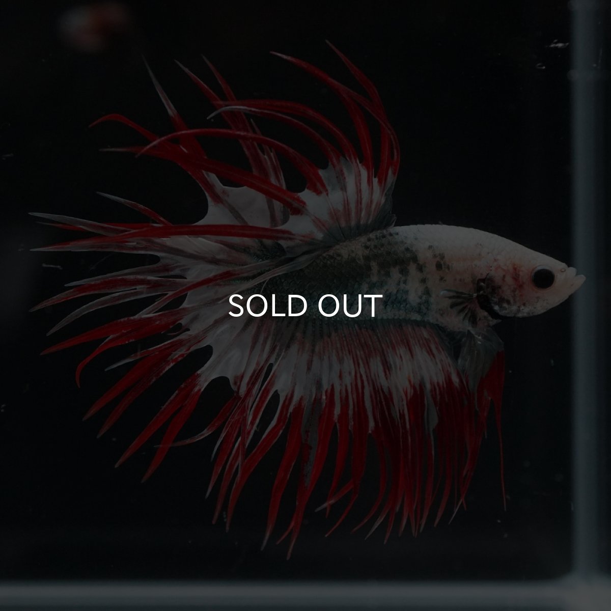 画像5: CT　レッドカッパー　代わり柄 (5)