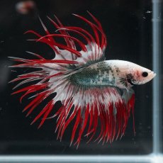 画像5: CT　レッドカッパー　代わり柄 (5)