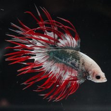 画像6: CT　レッドカッパー　代わり柄 (6)