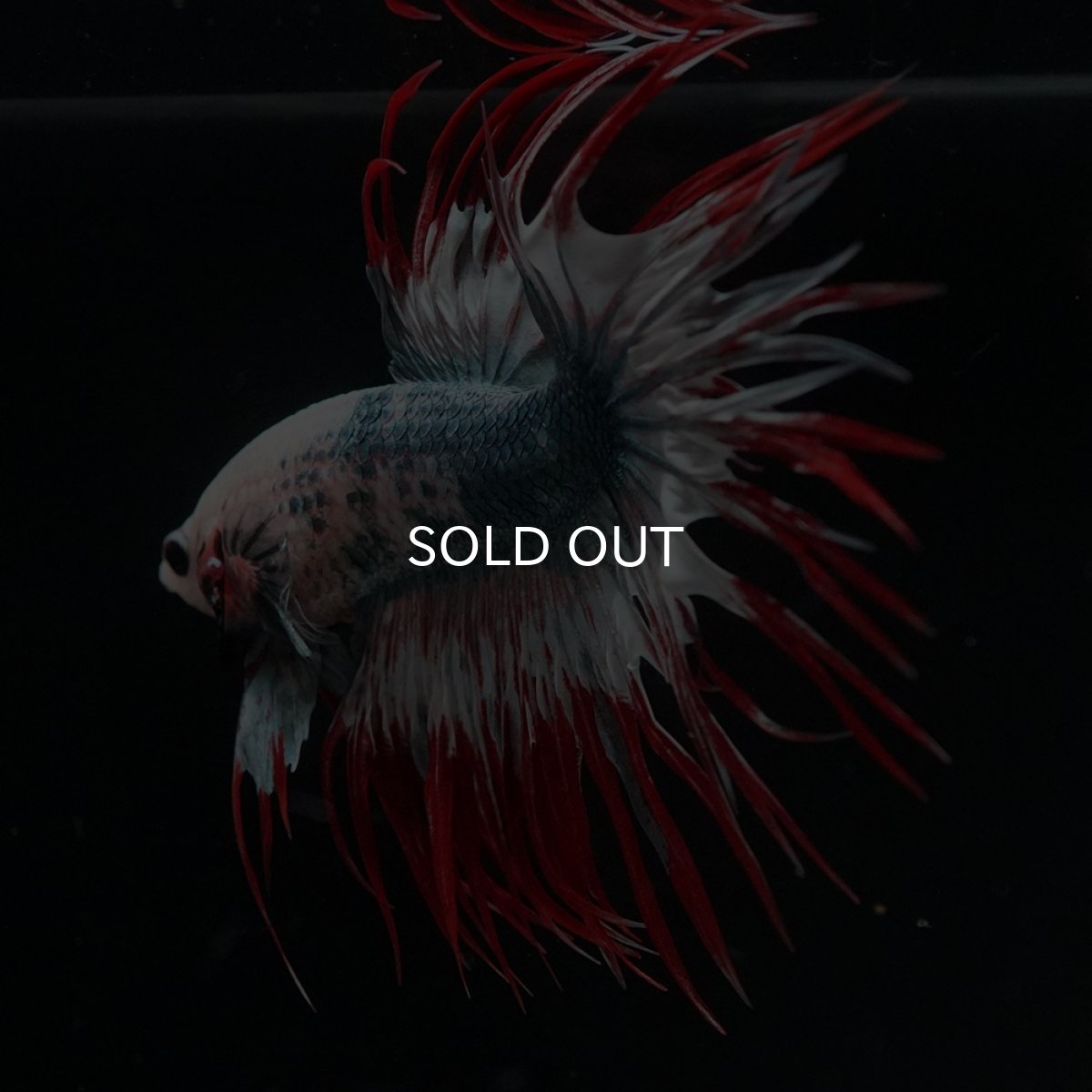 画像7: CT　レッドカッパー　代わり柄 (7)