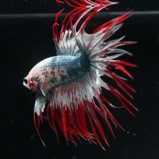 画像7: CT　レッドカッパー　代わり柄 (7)