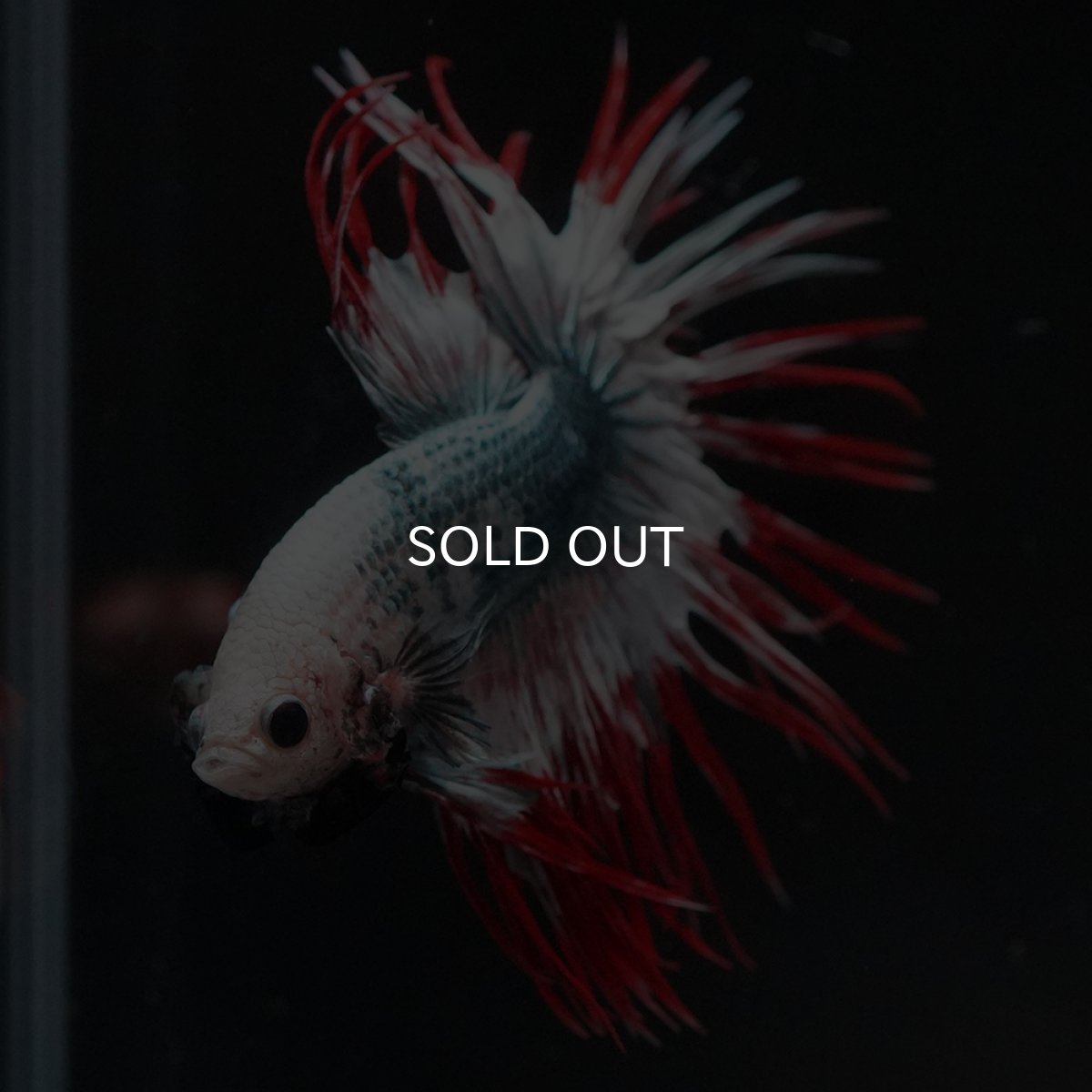 画像8: CT　レッドカッパー　代わり柄 (8)