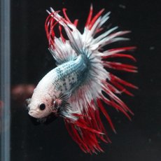 画像8: CT　レッドカッパー　代わり柄 (8)