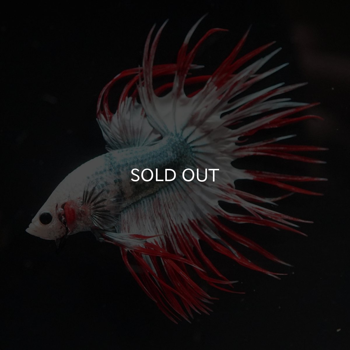 画像9: CT　レッドカッパー　代わり柄 (9)