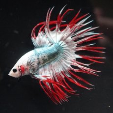 画像9: CT　レッドカッパー　代わり柄 (9)