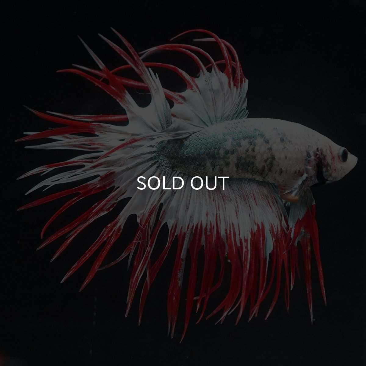 画像3: CT　レッドカッパー　代わり柄 (3)