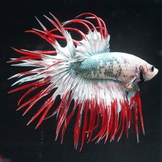 画像3: CT　レッドカッパー　代わり柄 (3)