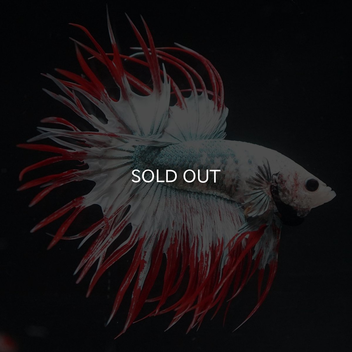 画像1: CT　レッドカッパー　代わり柄 (1)