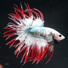 画像1: CT　レッドカッパー　代わり柄 (1)