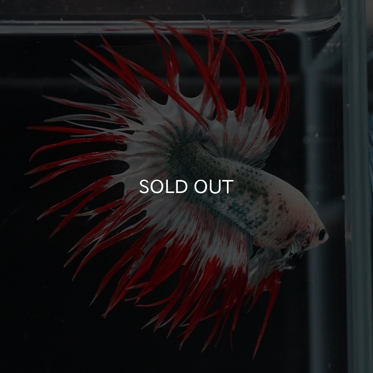 画像10: CT　レッドカッパー　代わり柄 (10)