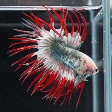 画像10: CT　レッドカッパー　代わり柄 (10)