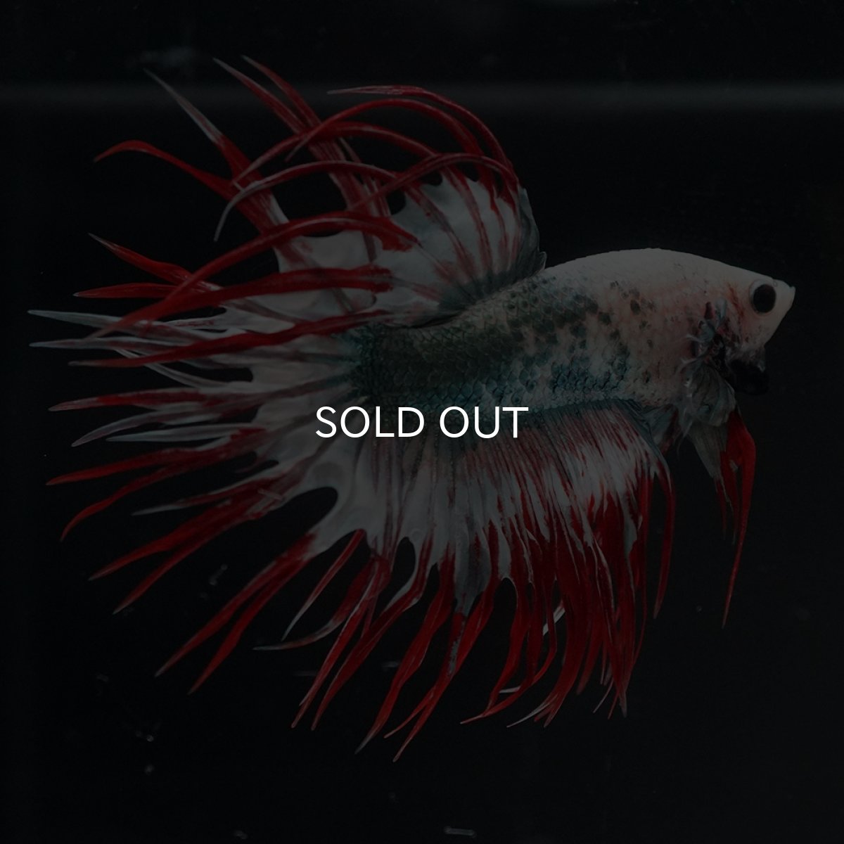 画像2: CT　レッドカッパー　代わり柄 (2)