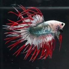 画像2: CT　レッドカッパー　代わり柄 (2)