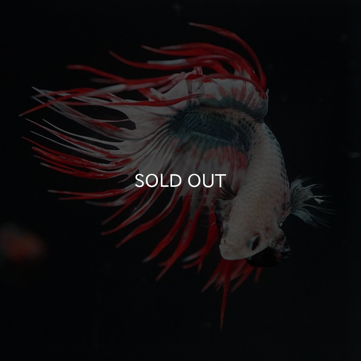 画像11: CT　レッドカッパー　代わり柄 (11)