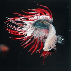 画像11: CT　レッドカッパー　代わり柄 (11)