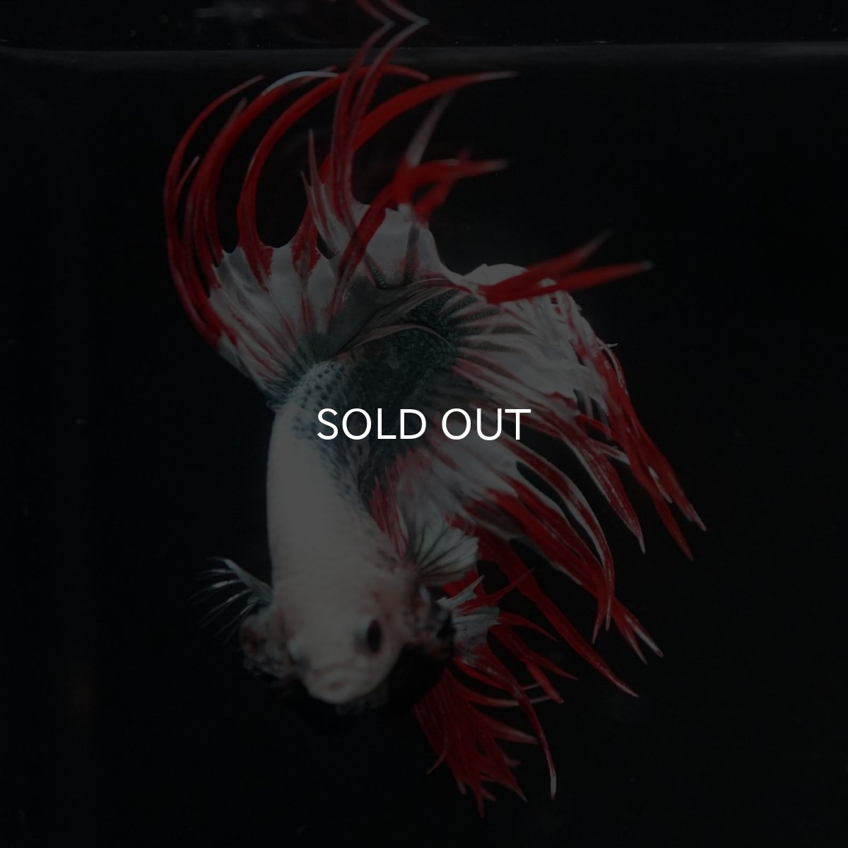 画像12: CT　レッドカッパー　代わり柄 (12)