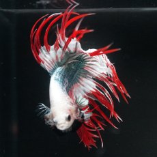 画像12: CT　レッドカッパー　代わり柄 (12)