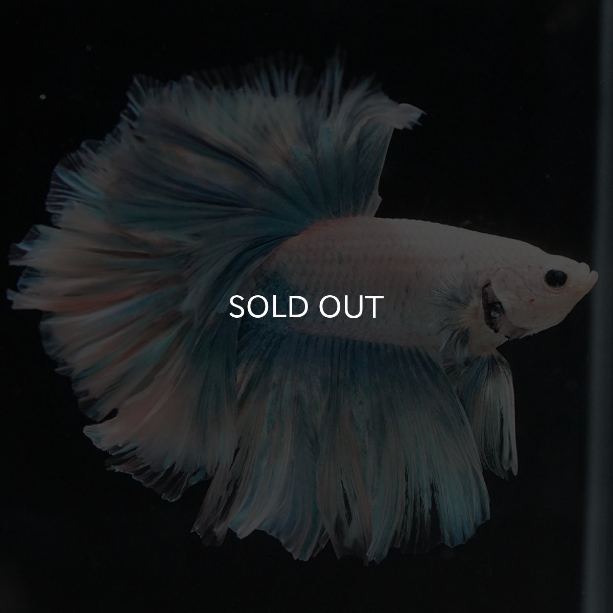 画像4: HM　ホワイトファンシー　ローズテール (4)