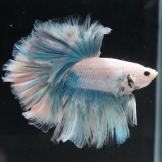 画像4: HM　ホワイトファンシー　ローズテール (4)