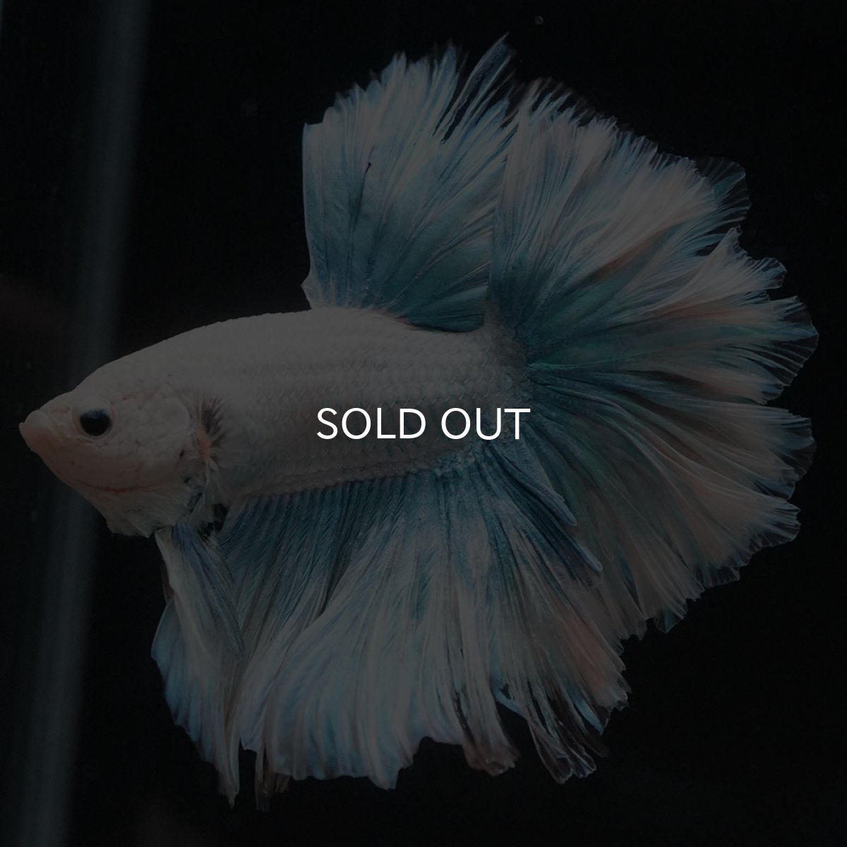 画像3: HM　ホワイトファンシー　ローズテール (3)