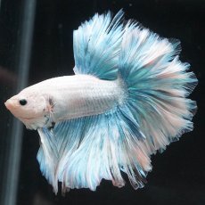 画像3: HM　ホワイトファンシー　ローズテール (3)