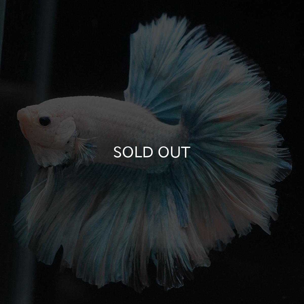 画像1: HM　ホワイトファンシー　ローズテール (1)