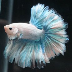 画像1: HM　ホワイトファンシー　ローズテール (1)