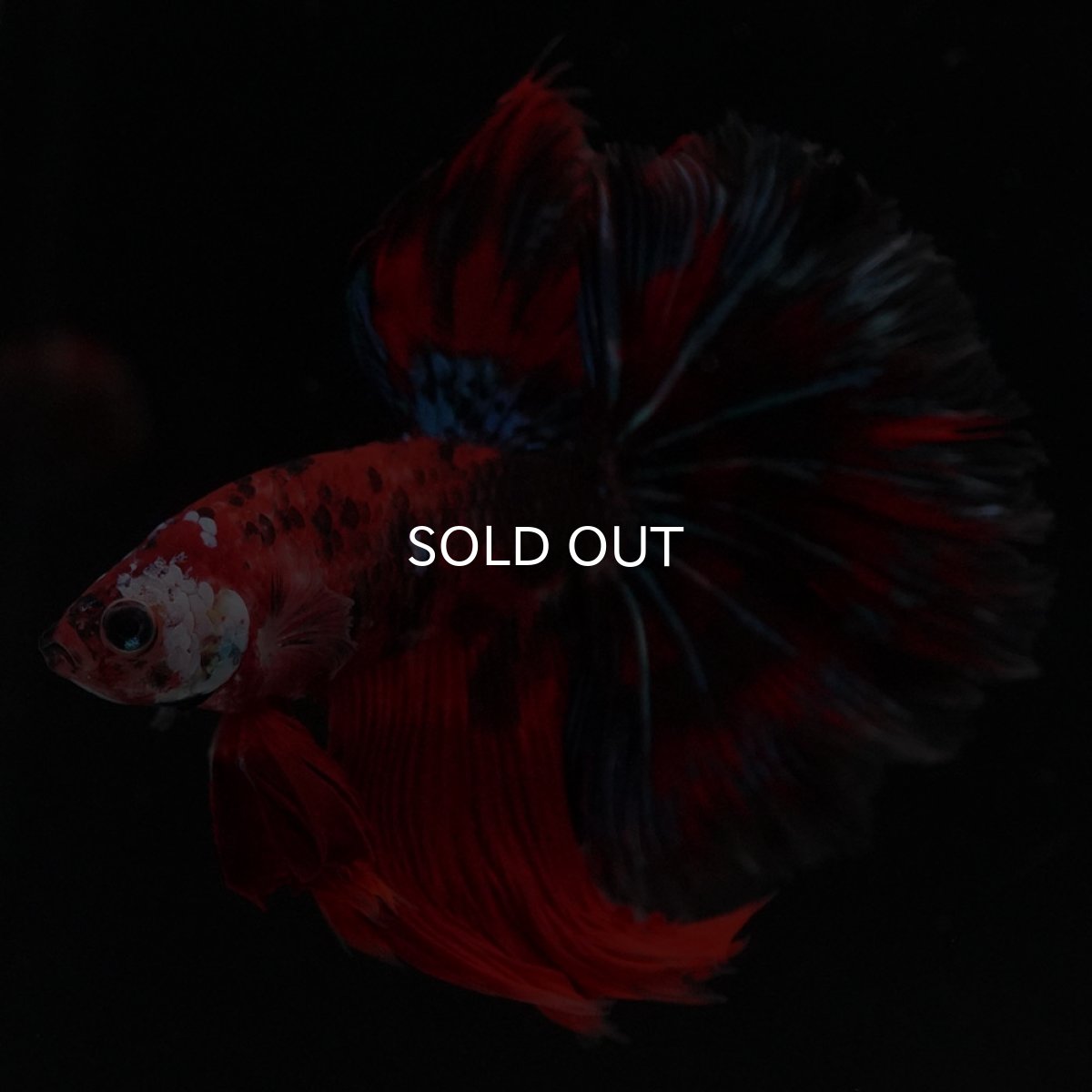 画像2: HM　鯉 (2)