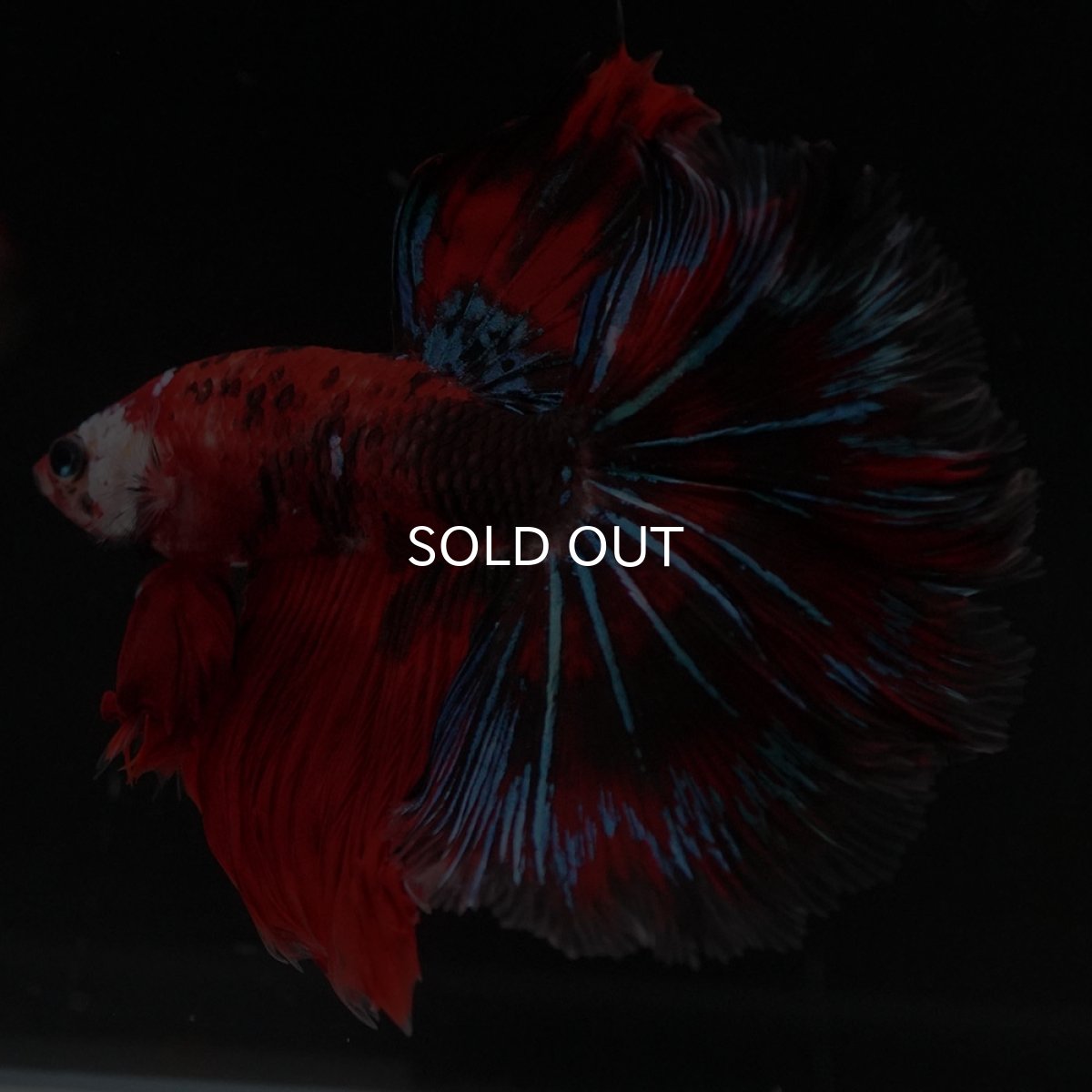 画像4: HM　鯉 (4)