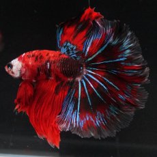 画像4: HM　鯉 (4)